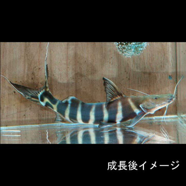 楽天市場】(熱帯魚 生体)バンデッドピラムターバキャット （約6-8cm 