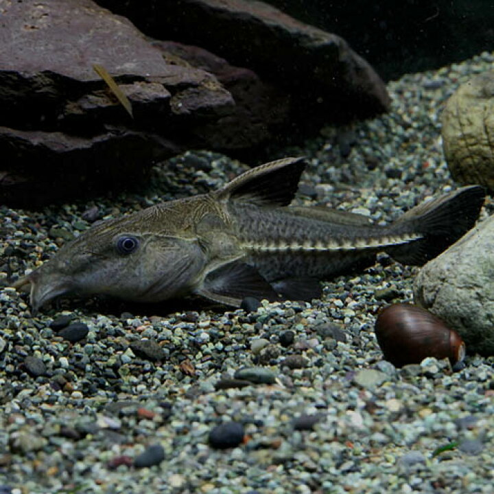 楽天市場】(熱帯魚 生体)オキシドラス （約13cm）（1匹）【水槽 