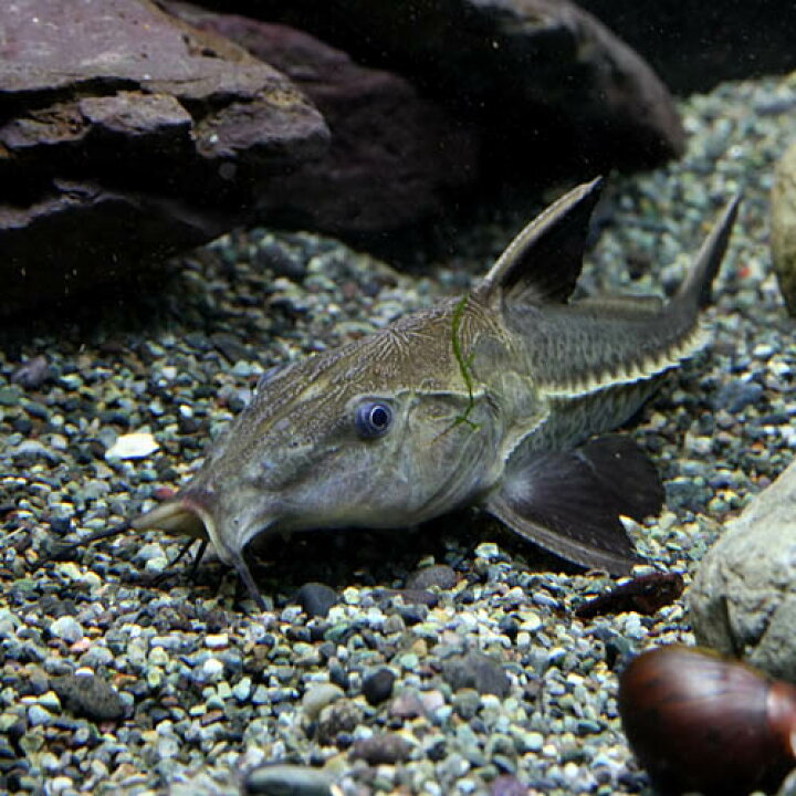 楽天市場】(熱帯魚 生体)オキシドラス （約13cm）（1匹）【水槽 