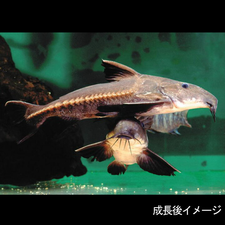 楽天市場】(熱帯魚 生体)オキシドラス （約13cm）（1匹）【水槽 