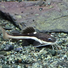 楽天市場 ナマズ 熱帯魚の通販