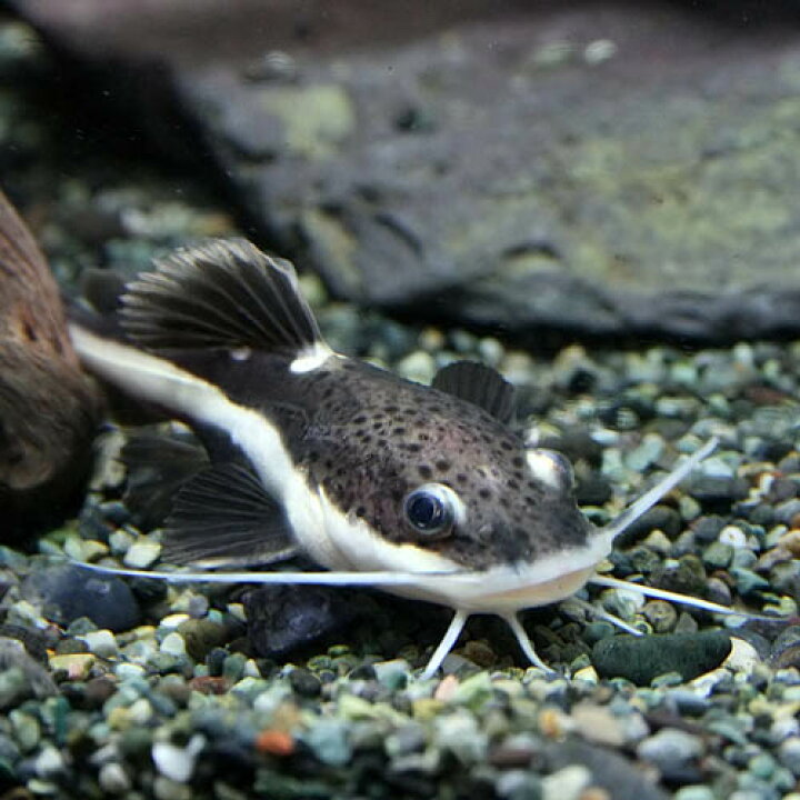 楽天市場 熱帯魚 生体 レッドテールキャット 約４ ５cm １匹 水槽 熱帯魚 観賞魚 飼育 生体 通販 販売 アクアリウム あくありうむ 小型 ネオス 楽天市場店