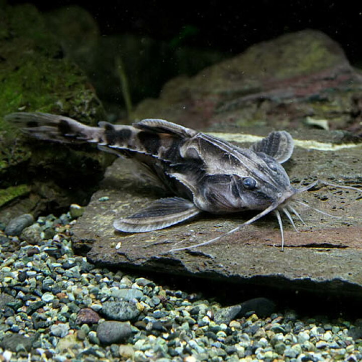 楽天市場】(熱帯魚 生体)メガロドラス （約12cm）（1匹）【水槽 