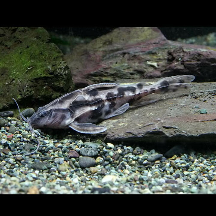楽天市場】(熱帯魚 生体)メガロドラス （約12cm）（1匹）【水槽 