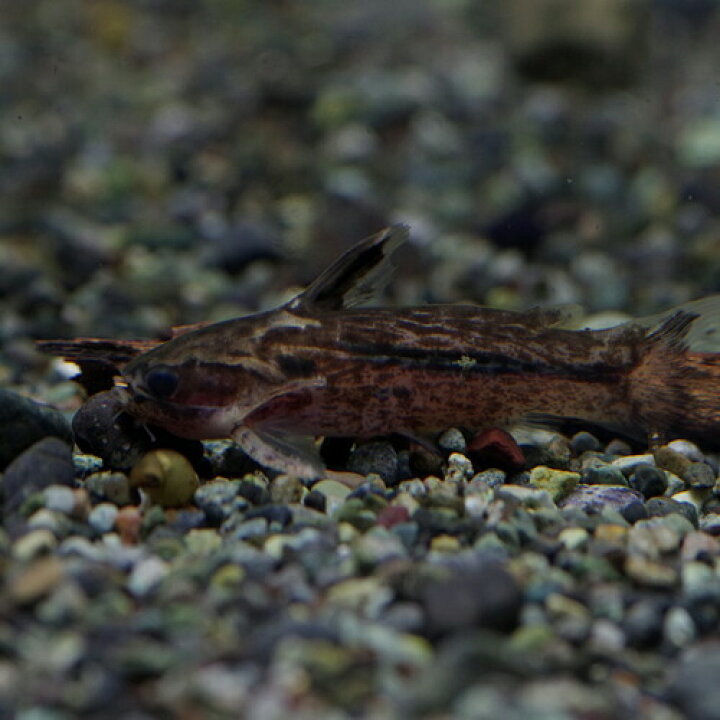 楽天市場 熱帯魚 生体 珍種 クレンツベルグ タティア 約 ２ ５cm １匹 水槽 熱帯魚 観賞魚 飼育 生体 通販 販売 アクアリウム あくありうむ 小型 ネオス 楽天市場店