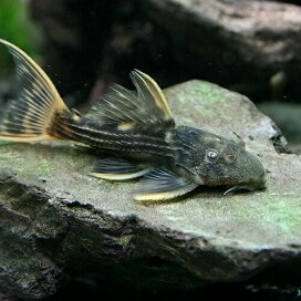 楽天市場 熱帯魚 ナマズ プレコ ネオス 楽天市場店 楽天市場 熱帯魚 ナマズ プレコ ネオス 楽天市場店