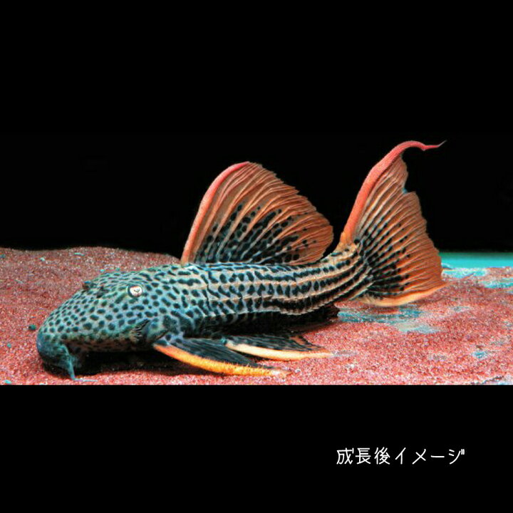 楽天市場】(熱帯魚 生体)ウルトラスカーレットトリムプレコ （約5 