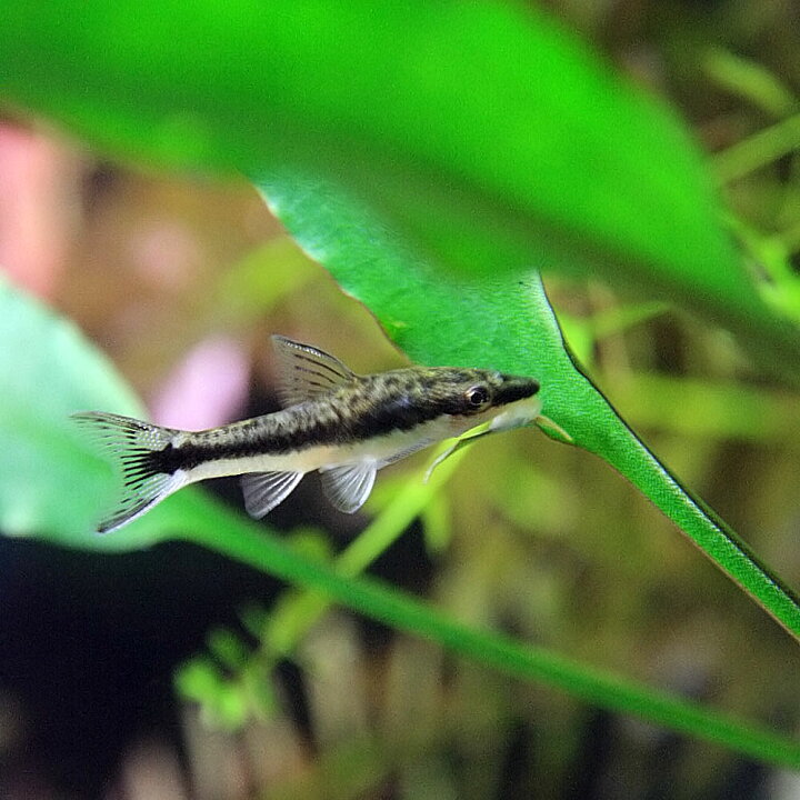 代引可 熱帯魚 オトシン ニューゼブラオトシン 3cm 4匹 Shipsctc Org