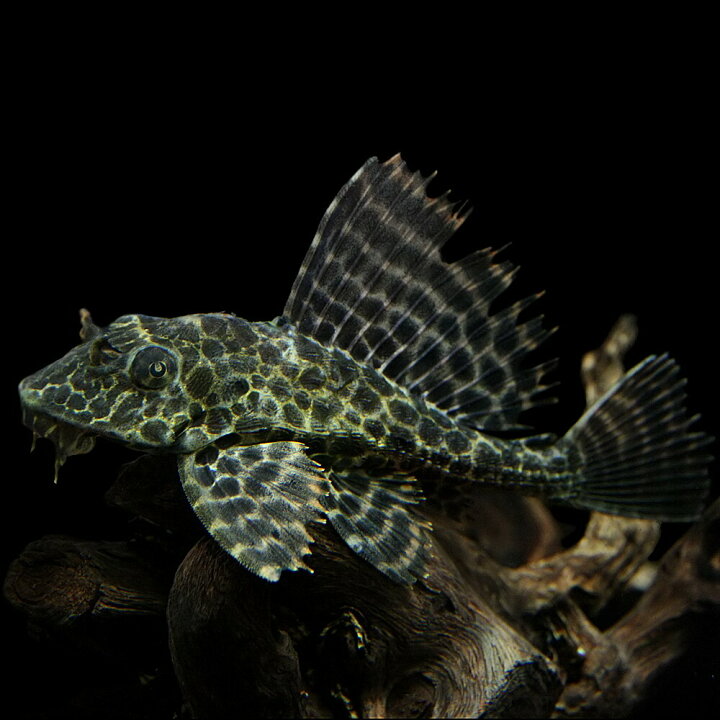 楽天市場 熱帯魚 プレコ セルフィンプレコ 約８ １０cm １匹 水槽 熱帯魚 観賞魚 飼育 生体 通販 販売 アクアリウム あくありうむ 小型 ネオス 楽天市場店