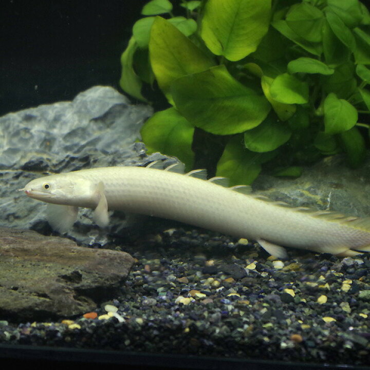 楽天市場 熱帯魚 生体 パーフェクト個体 純白 プラチナ セネガルス 約18 cm 画像個体 １匹 珍しい かっこいい 熱帯魚 水槽 熱帯魚 観賞魚 飼育 生体 通販 販売 アクアリウム あくありうむ 小型 ネオス 楽天市場店