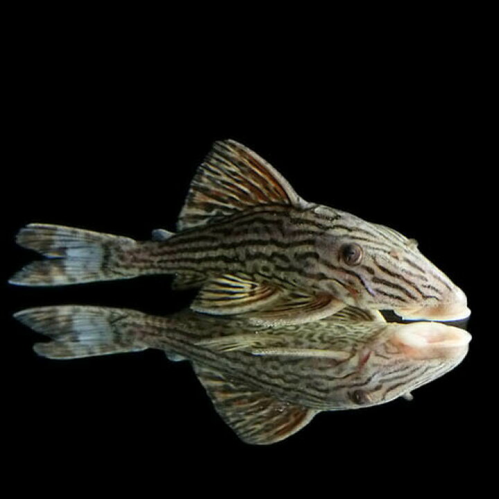 楽天市場】(熱帯魚 生体)プラチナロイヤルプレコ （約8-10cm）（1 