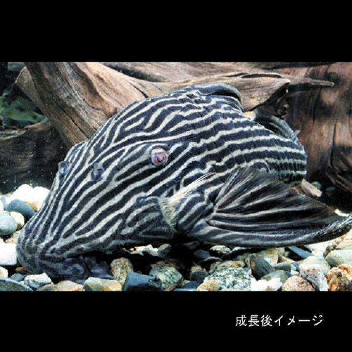 楽天市場】(熱帯魚 生体)プラチナロイヤルプレコ （約8-10cm）（1 