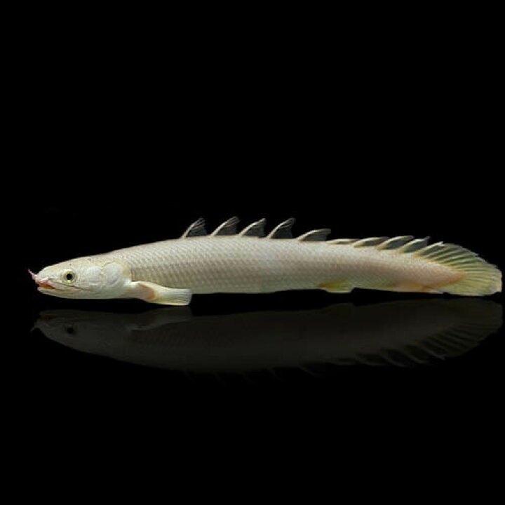 在庫あり 即出荷可 熱帯魚 ポリプテルス セネガルス 約４ ５cm 1匹 Shipsctc Org