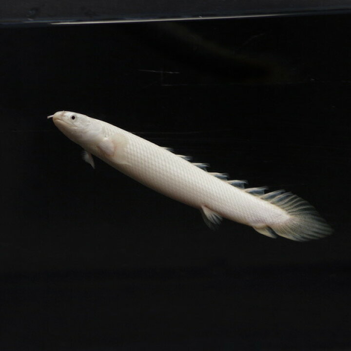 楽天市場】(熱帯魚 生体)パーフェクト個体 純白 プラチナ セネガルス 