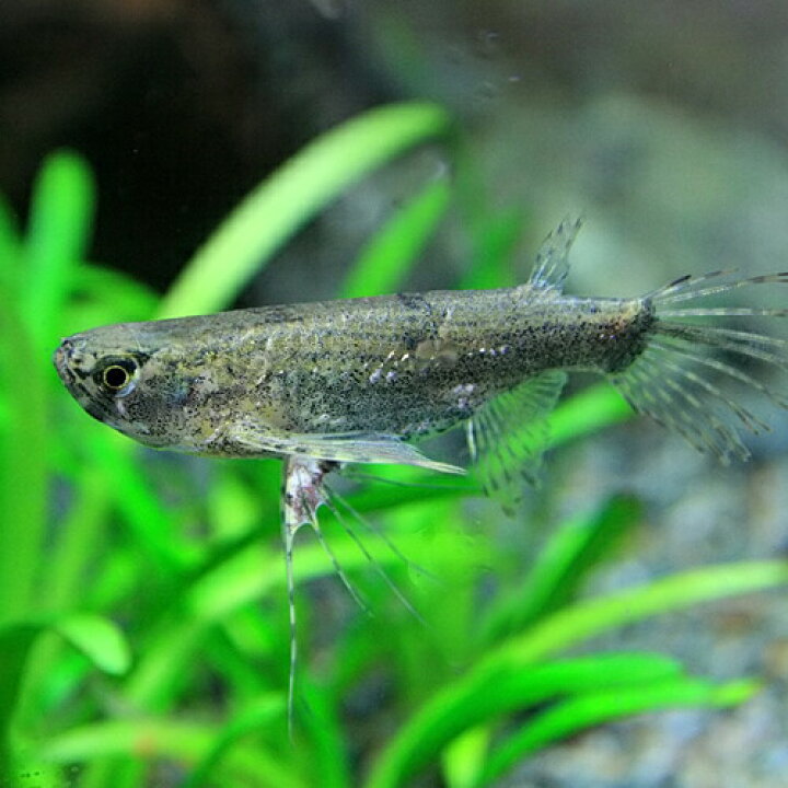 楽天市場 熱帯魚 生体 バタフライフィッシュ ４ ８cm １匹 水槽 熱帯魚 観賞魚 飼育 生体 通販 販売 アクアリウム あくありうむ 小型 ネオス 楽天市場店