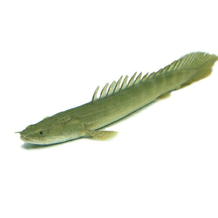 楽天市場】(熱帯魚 生体)ポリプテルス ラプラディ【ブリード個体 