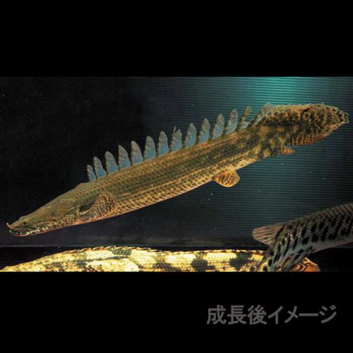 楽天市場】(熱帯魚 生体)ポリプテルス ラプラディ【ブリード個体 