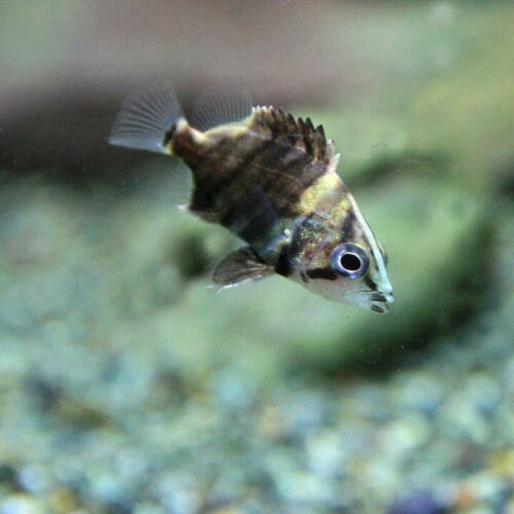 楽天市場】(熱帯魚 生体)ダトニオプラスワン （約0.8-1.5cm）（1 