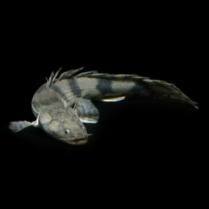 楽天市場】(熱帯魚 生体)ポリプテルス エンドリケリー （約35cm 