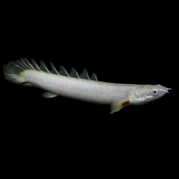 楽天市場 熱帯魚 生体 ポリプテルス パルマス １０cm １匹 水槽 熱帯魚 観賞魚 飼育 生体 通販 販売 アクアリウム あくありうむ 小型 ネオス 楽天市場店
