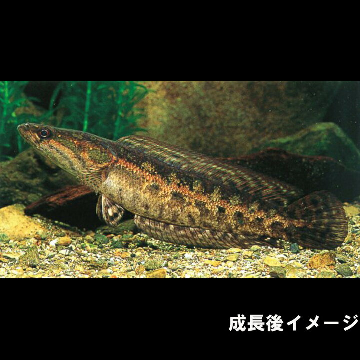 楽天市場】(熱帯魚 生体)アーモンドスネークヘッド （約5cm）（1匹 
