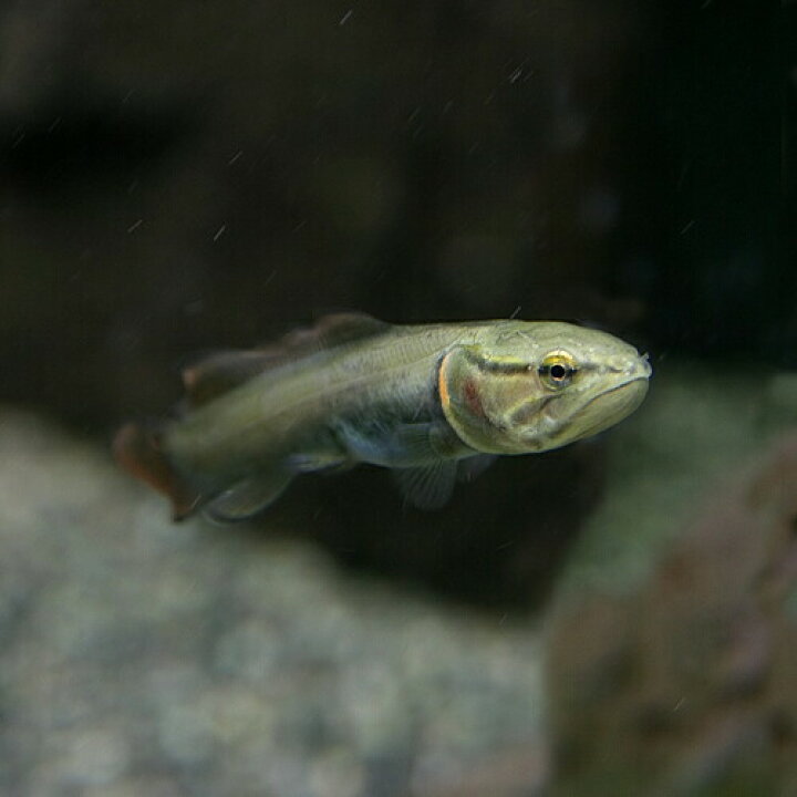 楽天市場 熱帯魚 生体 アミアカルバ 約5cm前後 1匹 水槽 熱帯魚 観賞魚 飼育 生体 通販 販売 アクアリウム あくありうむ 小型 ネオス 楽天市場店 楽天市場 熱帯魚 生体 アミアカルバ 約5cm前後 1匹 水槽 熱帯魚 観賞魚 飼育 生体 通販 販売 アクアリウム あくありうむ 小型 ネオス 楽天市場店