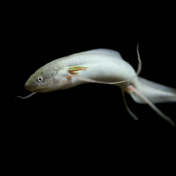 楽天市場】(熱帯魚 生体)プロトプテルス アンフィビウス （約10 