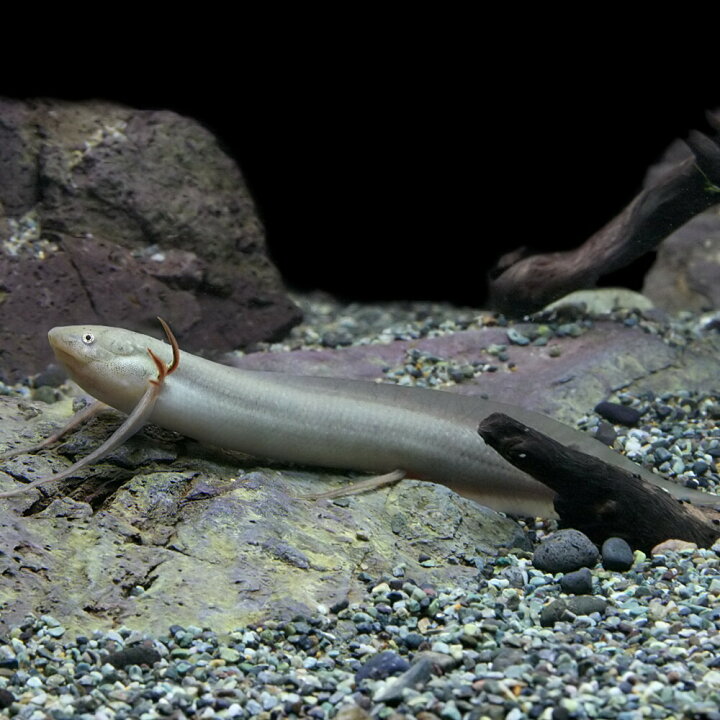 楽天市場】(熱帯魚 生体)プロトプテルス アンフィビウス （約10 