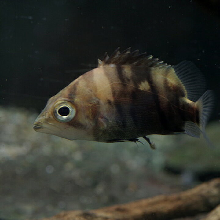楽天市場】(熱帯魚)ダトニオプラスワン （約5cm)(1匹) : ネオス 楽天 