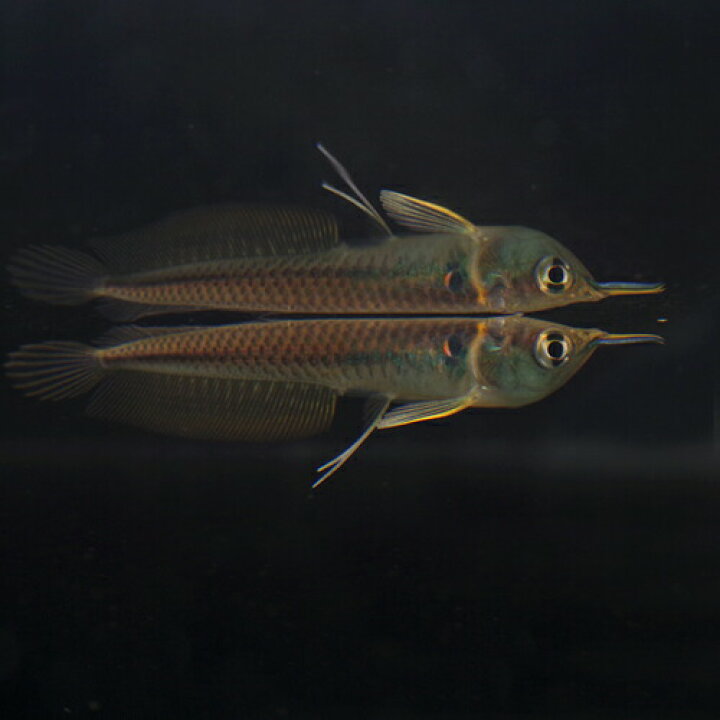楽天市場 熱帯魚 生体 ワイルド シルバーアロワナ ｓサイズ ５ ６cm ベビー １匹 水槽 熱帯魚 観賞魚 飼育 生体 通販 販売 アクアリウム あくありうむ 小型 ネオス 楽天市場店