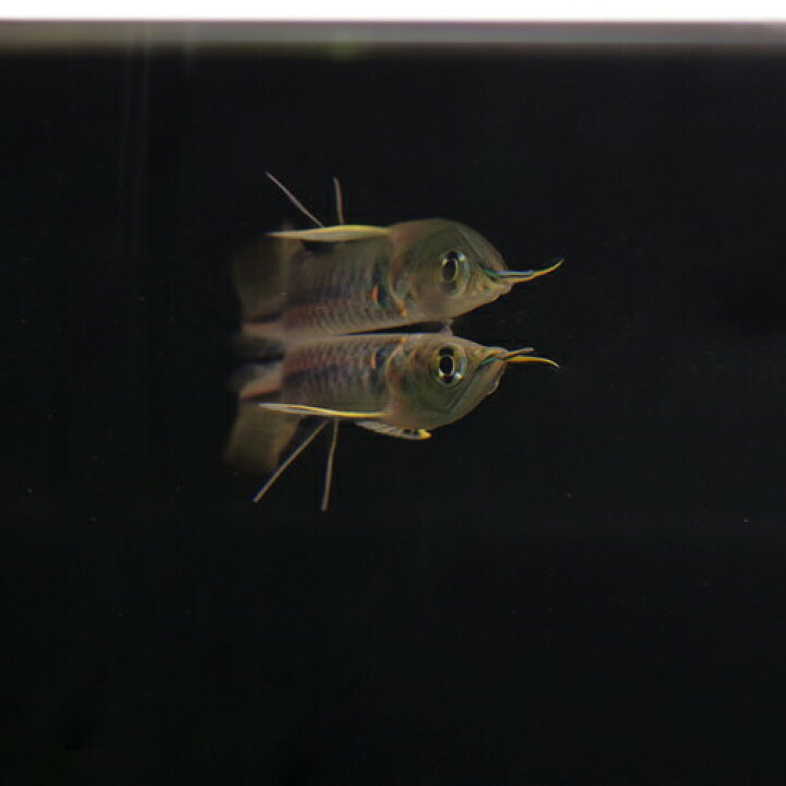 楽天市場 熱帯魚 生体 ワイルド シルバーアロワナ ｓサイズ ５ ６cm ベビー １匹 水槽 熱帯魚 観賞魚 飼育 生体 通販 販売 アクアリウム あくありうむ 小型 ネオス 楽天市場店