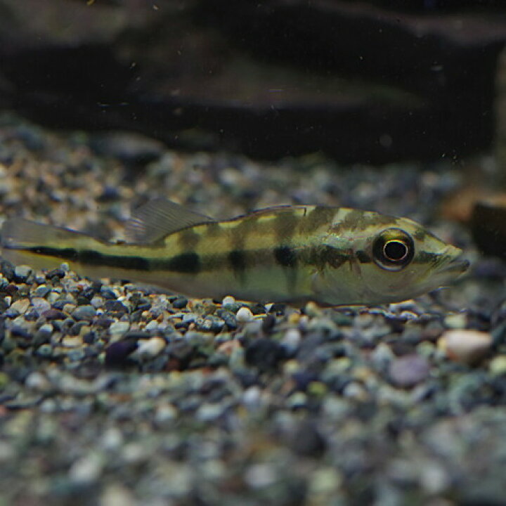 楽天市場】(熱帯魚 生体)キクラ オセラリス （約6cm）（1匹）【水槽 