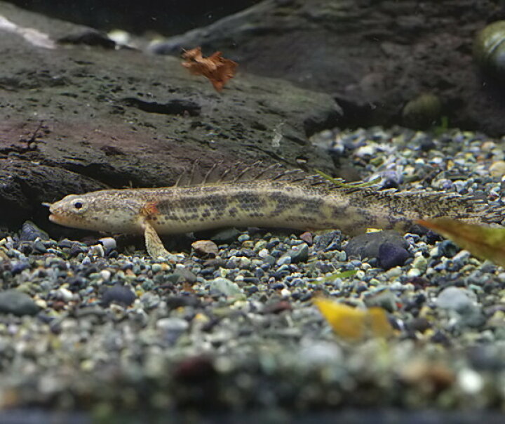 楽天市場】(熱帯魚)ポリプテルス アンソルギー [ブリード個体] (約5cm 