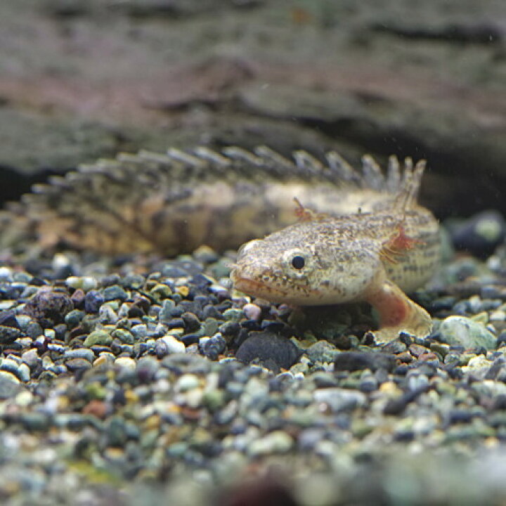 楽天市場 熱帯魚 生体 ポリプテルス アンソルギー ブリード個体 約５cm １匹 水槽 熱帯魚 観賞魚 飼育 生体 通販 販売 アクアリウム あくありうむ 小型 ネオス 楽天市場店