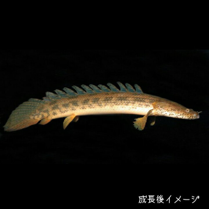 楽天市場 熱帯魚 生体 ポリプテルス アンソルギー ブリード個体 約５cm １匹 水槽 熱帯魚 観賞魚 飼育 生体 通販 販売 アクアリウム あくありうむ 小型 ネオス 楽天市場店