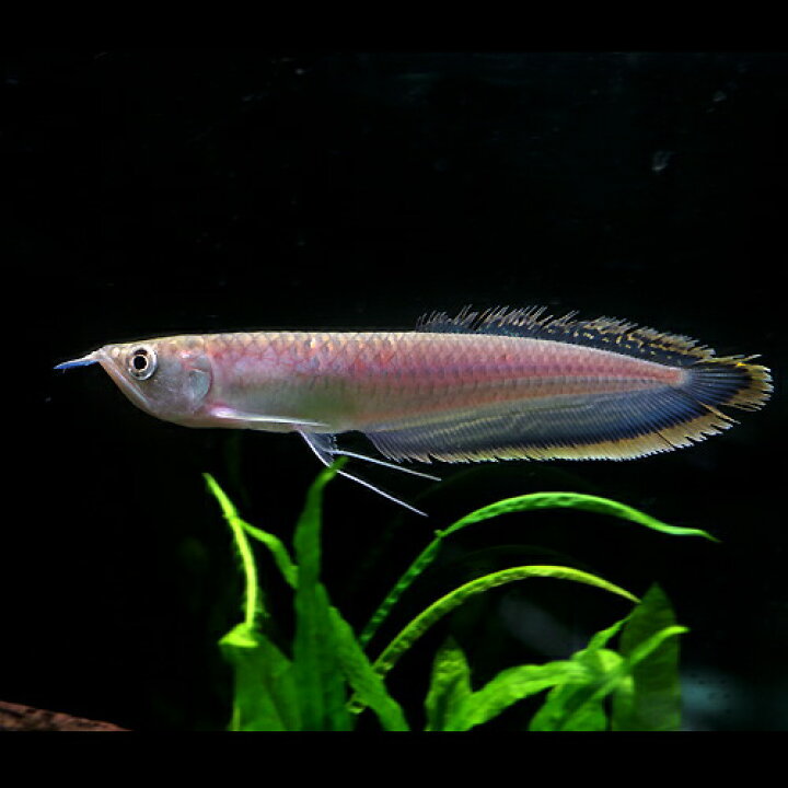 楽天市場 熱帯魚 生体 ブラックアロワナ 約10cm １匹 水槽 熱帯魚 観賞魚 飼育 生体 通販 販売 アクアリウム あくありうむ 小型 ネオス 楽天市場店