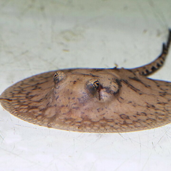 楽天市場 熱帯魚 生体 ヒストリック スティングレー 体盤長 約１０cm １匹 水槽 熱帯魚 観賞魚 飼育 生体 通販 販売 アクアリウム あくありうむ 小型 ネオス 楽天市場店