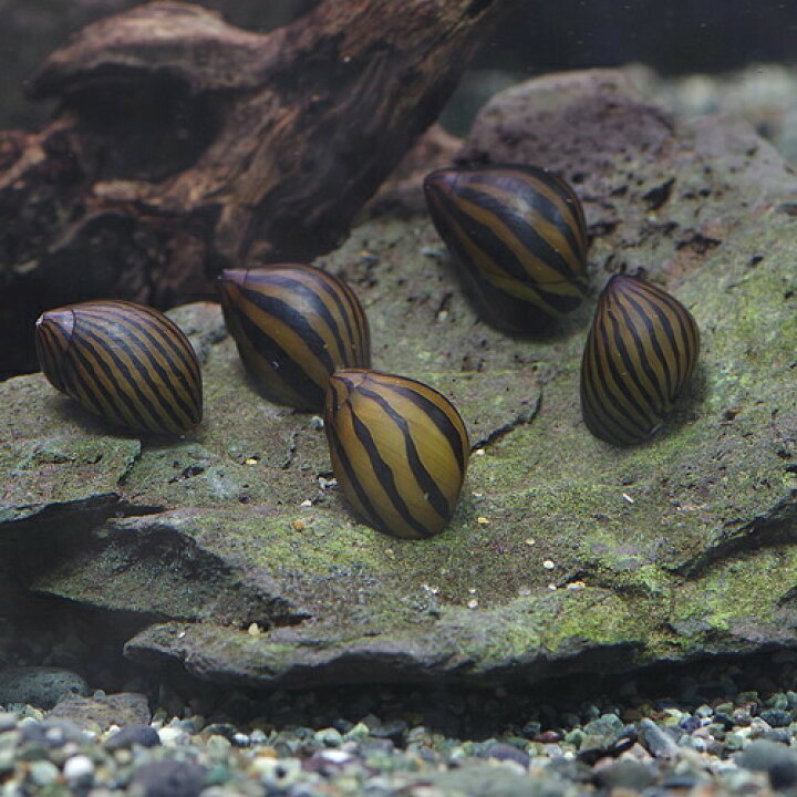 楽天市場 貝 シマカノコ貝 ４匹 水槽 熱帯魚 観賞魚 飼育 生体 通販 販売 アクアリウム あくありうむ 小型 ネオス 楽天市場店