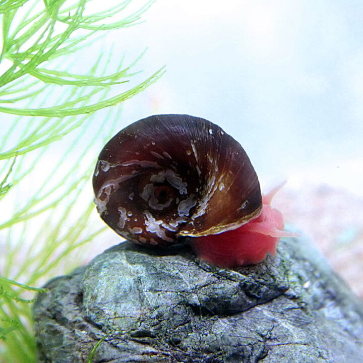 楽天市場 貝 レッドラムズホーン ｓサイズ ３個 水槽 熱帯魚 観賞魚 飼育 生体 通販 販売 アクアリウム あくありうむ ネオス 楽天市場店
