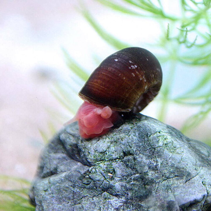 楽天市場 貝 レッドラムズホーン ｓサイズ ３個 水槽 熱帯魚 観賞魚 飼育 生体 通販 販売 アクアリウム あくありうむ ネオス 楽天市場店
