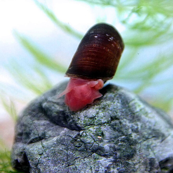 楽天市場 貝 レッドラムズホーン ｓサイズ ３個 水槽 熱帯魚 観賞魚 飼育 生体 通販 販売 アクアリウム あくありうむ ネオス 楽天市場店