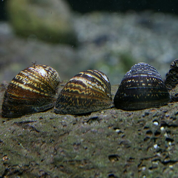 楽天市場 貝 カバグチカノコ 貝 約2cm ６匹 水槽 熱帯魚 観賞魚 飼育 生体 通販 販売 アクアリウム あくありうむ 小型 ネオス 楽天市場店