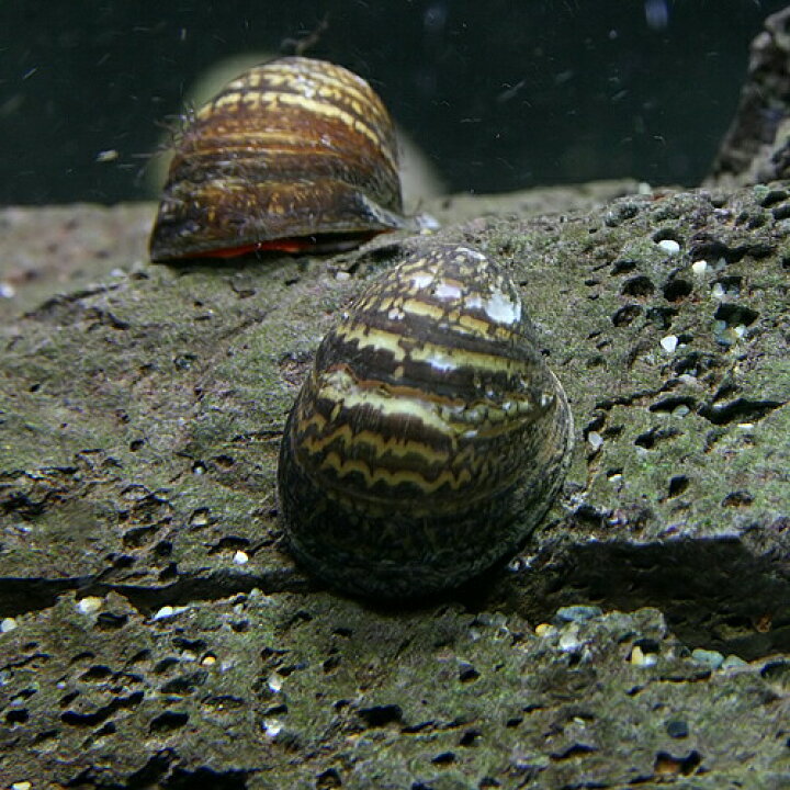 楽天市場 貝 カバグチカノコ 貝 約2cm ６匹 水槽 熱帯魚 観賞魚 飼育 生体 通販 販売 アクアリウム あくありうむ 小型 ネオス 楽天市場店