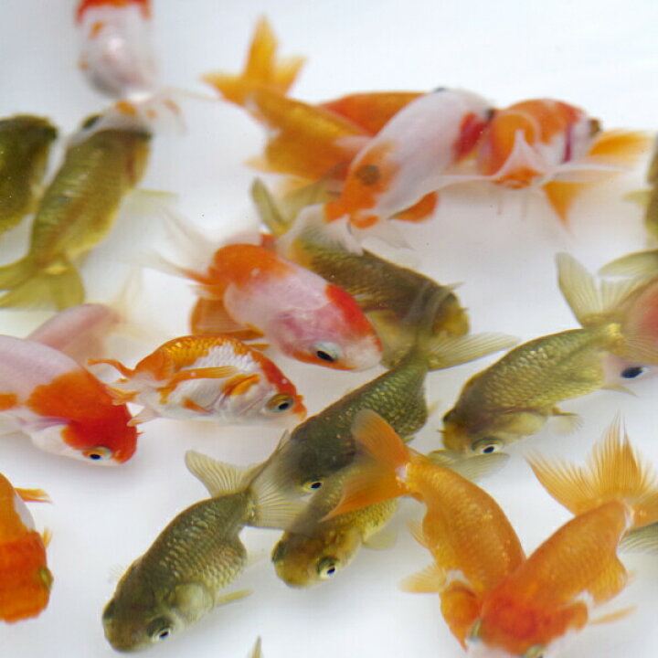 楽天市場 金魚 生体 数量限定 尾ヒレ反り有 国産 ミックス ランチュウ Mix 4cm前後 ３匹 Ran1 水槽 熱帯魚 観賞魚 飼育 生体 通販 販売 アクアリウム あくありうむ 小型 ネオス 楽天市場店