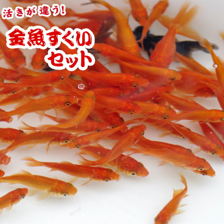 楽天市場 金魚 生体 ノーマルａセット 金魚すくいセット 小規模出店用 Ksk 代引 銀行振込 コンビニ決済不可 沖縄県は送料が別途 5000円発生致します 金魚 きんぎょ すくい用品 夏祭り お祭り お祭り 子供会 ネオス 楽天市場店