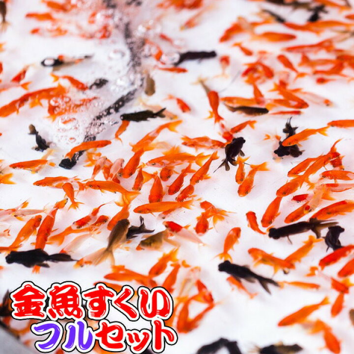 楽天市場 金魚 生体 フルセットａ 金魚すくいセット 小規模出店用 Ksk 代引 銀行振込 コンビニ決済不可 沖縄県は別途送料が発生致します 金魚 きんぎょ 出目金 すくい用品 夏祭り お祭り 景品 縁日 お祭り 子供会 ネオス 楽天市場店