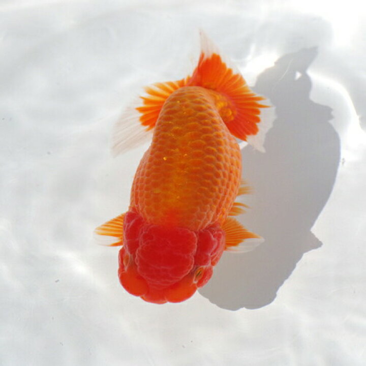 楽天市場】(金魚 生体)大橋らんちゅう2歳魚（約12cm）（1匹）【水槽 