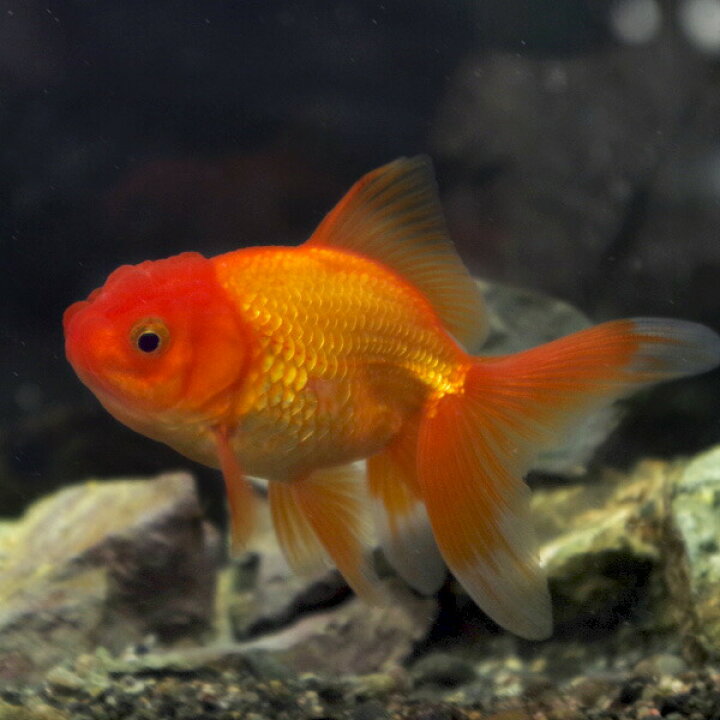 楽天市場 金魚 生体 オランダ獅子頭 約7cm 3匹 水槽 熱帯魚 観賞魚 飼育 生体 通販 販売 アクアリウム あくありうむ 小型 ネオス 楽天市場店