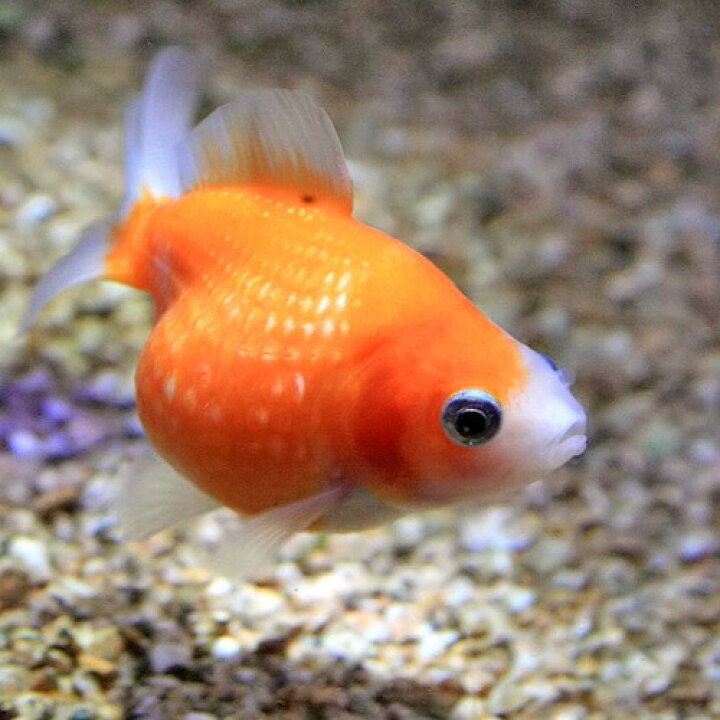 楽天市場 金魚 生体 ピンポンパール 約1 2cm １匹 水槽 熱帯魚 観賞魚 飼育 生体 通販 販売 アクアリウム あくありうむ 小型 ネオス 楽天市場店