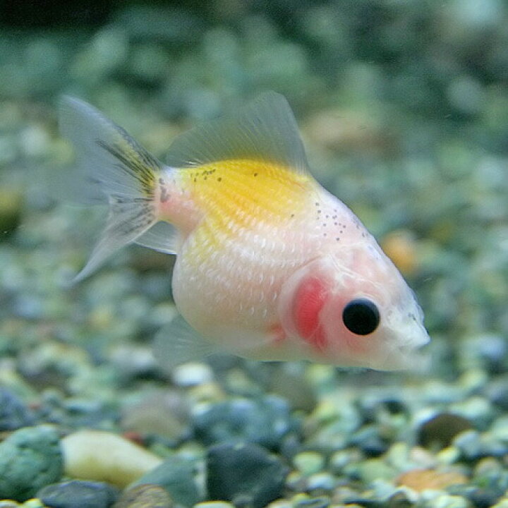 楽天市場 金魚 生体 ミルクピンポンパール 約２ ２ ５cm １匹 水槽 熱帯魚 観賞魚 飼育 生体 通販 販売 アクアリウム あくありうむ 小型 ネオス 楽天市場店